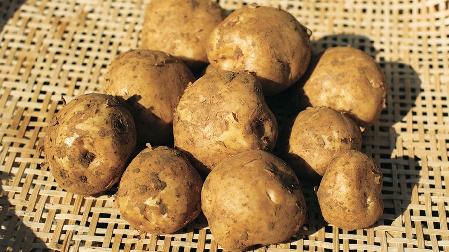 徳之島 窪田さんの新じゃが800g