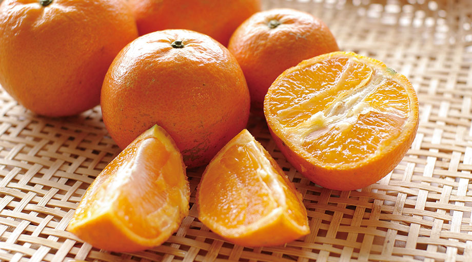 徳之島のタンカン