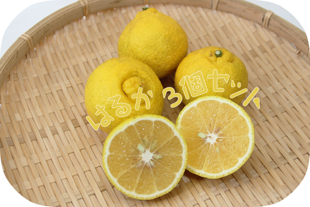 はるか3個セット