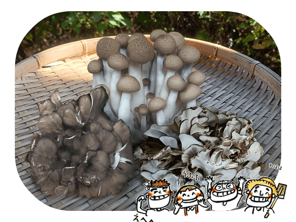 きのこ3点セット（しめじ、まいたけ）