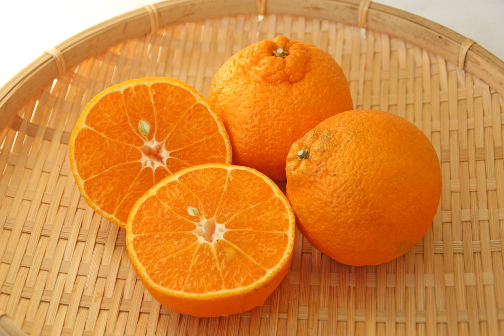 小粒不知火　2玉