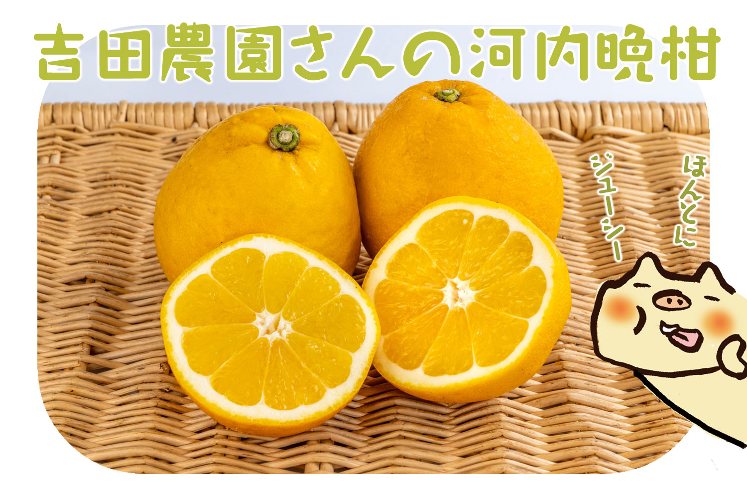 吉田農園の河内晩柑2玉