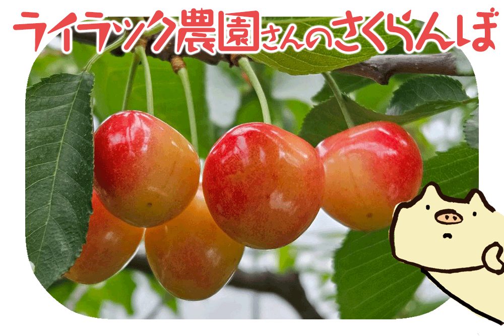 ライラック農園のさくらんぼ100g【6/26着】