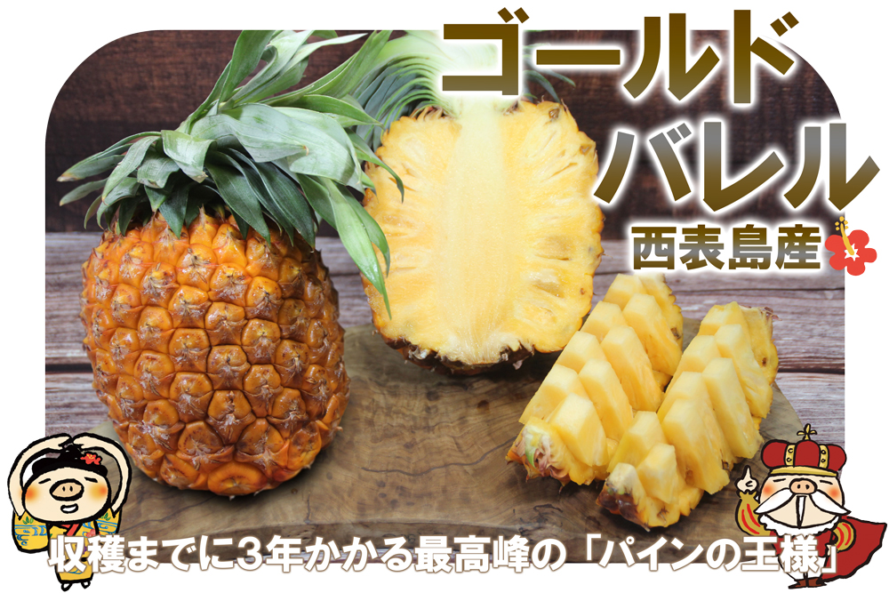西表島産ゴールドバレル